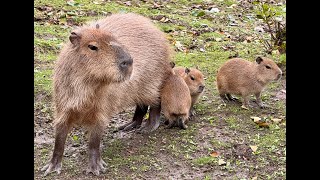 2024254 – Tierpark Hirschfeld  Capybara [upl. by Aymahs141]