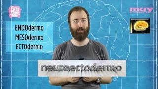 ✅ TERCERA SEMANA  EMBRIOLOGÍA 📚 DESARROLLO EMBRIONARIO  GASTRULACIÓN  NOTOCORDA  EMBARAZO [upl. by Schaefer418]