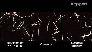 Fusarium Control with Trichoderma harzianum T22 Trianum in Maize [upl. by Karola572]