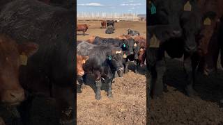 Our steers at feedlot feedlot ranching steers specklepark belgianblue [upl. by Aohsoj]