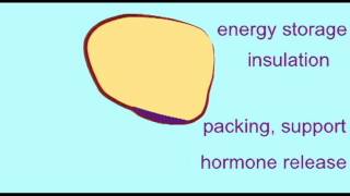 AP1 TISSUES ADIPOSE TISSUE [upl. by Hafirahs471]