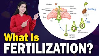 FERTILIZATION IN PLANTS  Formation Of Seed  Pollination  Parts of Flowers Biology  Home Revise [upl. by Nayek978]