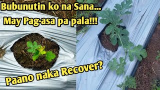 BUBUNUTIN KO NA SANA PERO NAKA RECOVER PA  PAANO [upl. by Leor]