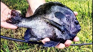 2 LB LINE CHALLENGE for HUGE BLUEGILL [upl. by Ayote]