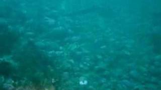 Dogfish Sharks in Puget Sound [upl. by Youngran]