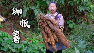 比腰都粗的食材，很多人把它的名字都叫錯了【腳板薯】Make Chinese food with amazing ingredients｜野小妹 wild girl [upl. by Meg]