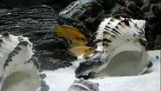 Lamprologus Ocellatus Gold [upl. by Barr]