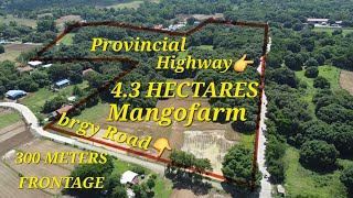 vlog 471 MANGOFARM IN POZZOROBIO PANGASINAN 43 HAS [upl. by Ontine]