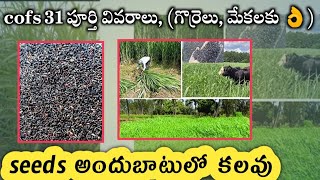 cofs 31 seeds full details in Telugu  COFS 31 grass seeds available 8184938564 [upl. by Dixil915]