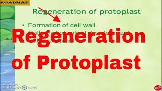 Regeneration of protoplast [upl. by Curt538]