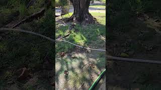 Can grass seed germinate in 90° temps grass grassseed lawncare lawnmaintenance howto [upl. by Sigfrid153]