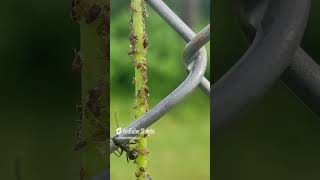 పెనుబంక Aphids నిర్మూలన angardenvlog shorts ytshots [upl. by Diet629]