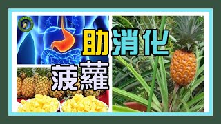 【促進 消化 腸道 健康】菠蘿：富含腸道 健康 營養素，促進 消化 腸道 健康的雙重作用！ 腸道 健康 營養素 [upl. by Wakerly]