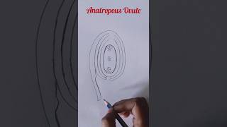 diagram of ovule 😱 shorts trending biologydiagram [upl. by Analise626]