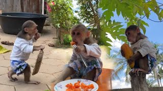 Today the little monkey went to pick papaya with his mother to eat [upl. by Araiek303]