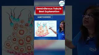 Seminiferous Tubule Best Explanation  NEET Zoology  Shorts  InfinityLearnNEET [upl. by Ynnattirb]