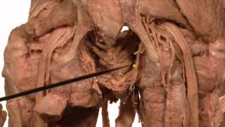 Anatomy Series Male Urethra Vas Deferens and Ejaculatory Duct by Dr Shakti Chandra [upl. by Mirth]