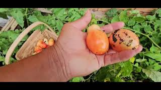 hortalizas en casa muchos tomates youtubeviralvideosviralvideo views subscribe homemadehome [upl. by Ocsirf]