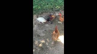 Poule VS Coq 10 pour la poule Coq KO  CHICKENS FIGHT [upl. by Anaib]