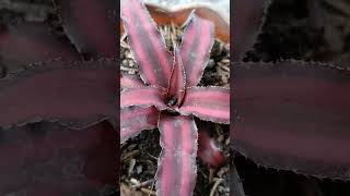 cryptanthus or bromeliad shortsfeed shorts short [upl. by Adil]