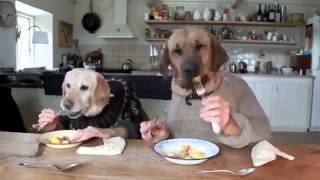 TWO DOGS DINING YouTube [upl. by Alo309]