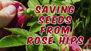 How To Save Rose Seeds From Rose Hips [upl. by Lazare606]