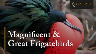 Magnificent amp Great Frigatebirds Footage In The Galapagos from Quasar [upl. by Alien]