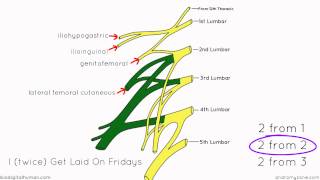 Lumbar Plexus  Structure and Branches  Anatomy Tutorial [upl. by Hanyaz]