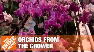 Getting Orchids from the Growers to Market Part 1  The Home Depot [upl. by Atwood]