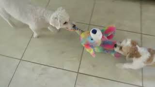 Shichon Bichon puppy play 2024 video2 [upl. by Cohen513]