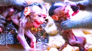 God help the poorest newborn baby monkey he is so scared when his old mother mistreats pitiful [upl. by Peppy974]