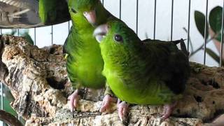 Lineolated Parakeets Henry takes care for his blind friend Christo [upl. by Alikam]