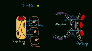 Squamous epithelium  Structural organization in animals  Biology  Khan Academy [upl. by Amme]