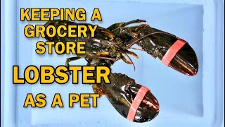 KEEPING GROCERY STORE LOBSTER AS A PET  RESCUE MISSION [upl. by Kaz]