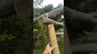 Cómo hacer una pergola economica con palos redondos Polines de madera [upl. by Leigha58]