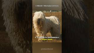 Komondor  The Mop Dog [upl. by Noirb172]