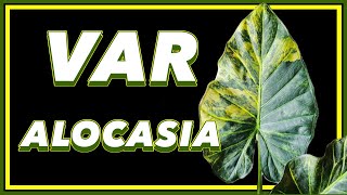 The Variegated ALOCASIA Guide [upl. by Nuahsar561]