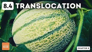 IGCSE Biology  Translocation 84 [upl. by Bang]