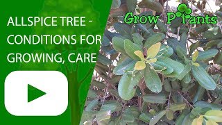 Allspice tree  conditions for growing care harvest and using [upl. by Gerson716]