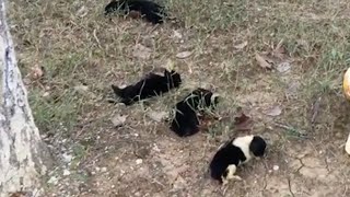 Abandoned four 1weekold puppies tried to walk step by step to find their mother in tears [upl. by Llerrah]