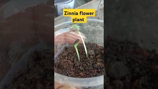 zinnia plant germinated seeds  how to grow zinnia plants from seeds  zinnia plant seeds  zinnia [upl. by Lyret]