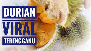 Durian Bunga Merah Terengganu  Juara Raja Buah Asia [upl. by Dippold]