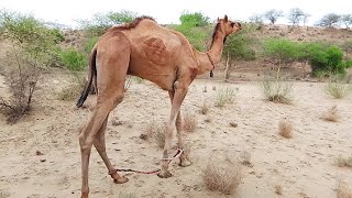 walking camel thar desert of camels beautiful scene of nature of camel camellife ll camel of thar [upl. by Romina]