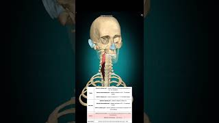 Longus colli muscle anatomy muscleanatomy [upl. by Meeharb646]