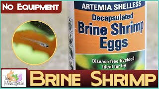 Hatching Artemia  Brine Shrimp with NO Equipment for Fish Fry [upl. by Tedmann]