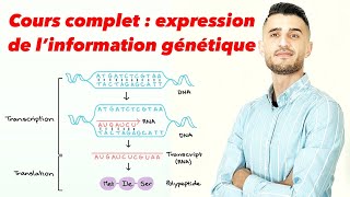 Cours complet  expression de l’information génétique [upl. by Amieva]