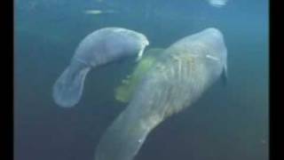 Manatee Video  1 [upl. by Nomrac]