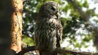 Great Grey Owl  Lappuggla  Strix nebulosa [upl. by Attezi]