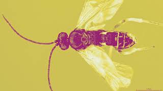 Cotesia Glomerata  Gehirn Enterprises NoisWasp Demo [upl. by Nosecyrb]