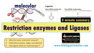 Restriction Enzymes and DNA Ligase  A Simplified Summary [upl. by Entwistle]